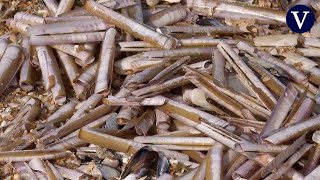 Aparecen montones de navajas muertas en una playa de Pontevedra