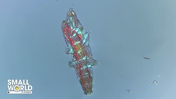 Tardigrade Showing Individual Muscle Strands | 2021 Nikon Small World