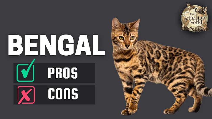 Video 5120401: bengal cat asian leopard, bengal mix cat, wild asian leopard cat, asian leopard cat domestic