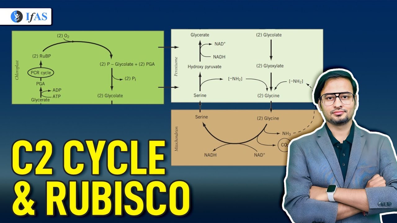 C2 Cycle and Rubisco | Target CSIR NET Life Science June 2024 | IFAS ...