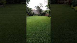 Sementes de grama esmeralda select plus