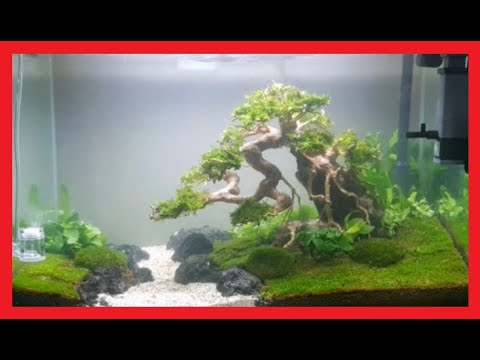 ambulancia Motivación Automáticamente bonsai Acuario agua dulce [BUENISIMO] - YouTube