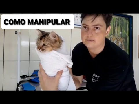 Vídeo: O melhor colar de gato seguro e bonito para o seu gato