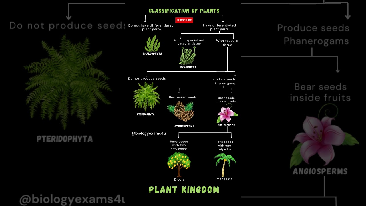 Plant Kingdom | Classification of Plant Groups