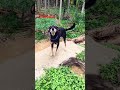 bheema#crossbreed#dog lovers#subscribe