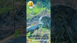 Giant Python Swallows a Deer Whole!