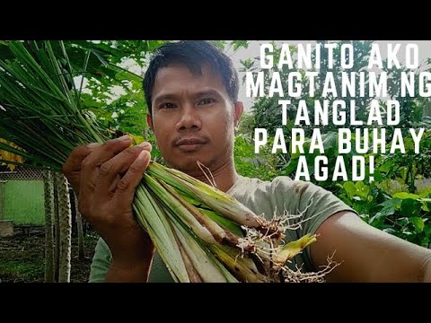 Video: Pamili ng Lemongrass: Paano Mag-harvest ng Lemongrass