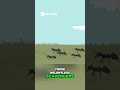 Hyena's Bite Force Survival Tactics in the Wild #worldbuilding #evolution #insects