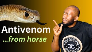 How to make snake antivenom from livestock : horse