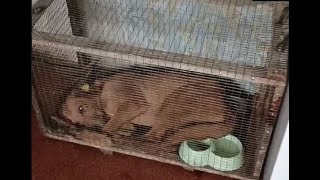 Волонтеры шокированы состоянием животных в приюте Милена