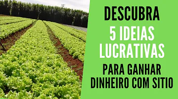 Qual é o lucro que o gado de cria pode dar?