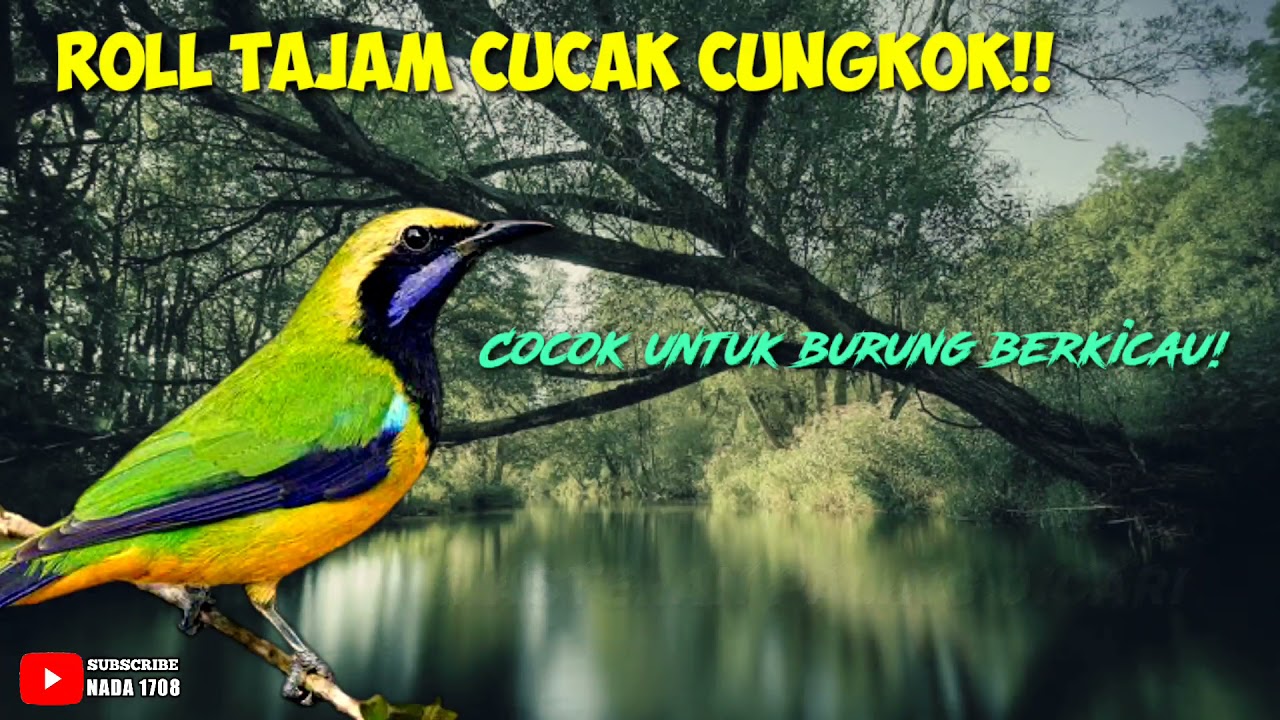 MASTERAN CUCAK CUNGKOK GACOR ROLL PANJANG