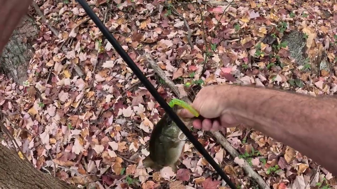 Largemouth at the Pond #bassfishing #fishing #pondfishing #wackyrig