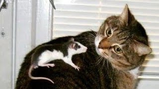 Funny Animals Videos 2023 😂 - Funniest Cats and Dogs 😸🐶 276