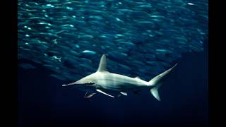 Morning MeditOcean A Guided Meditation with the Open Sea