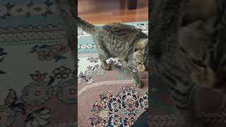 Maya The Cat Enjoy Playtime With My Cat Maya