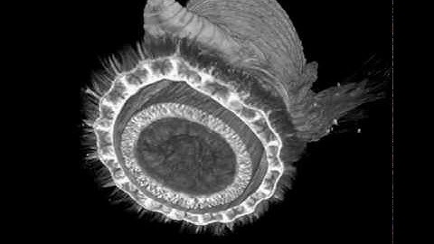 MicroCT scan of a bloodworm (Glyceridae, Polychaeta)