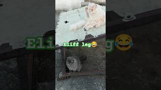 Funny eliffpersian cat #viral #shortsvideo #kitty #kitten #catbreed