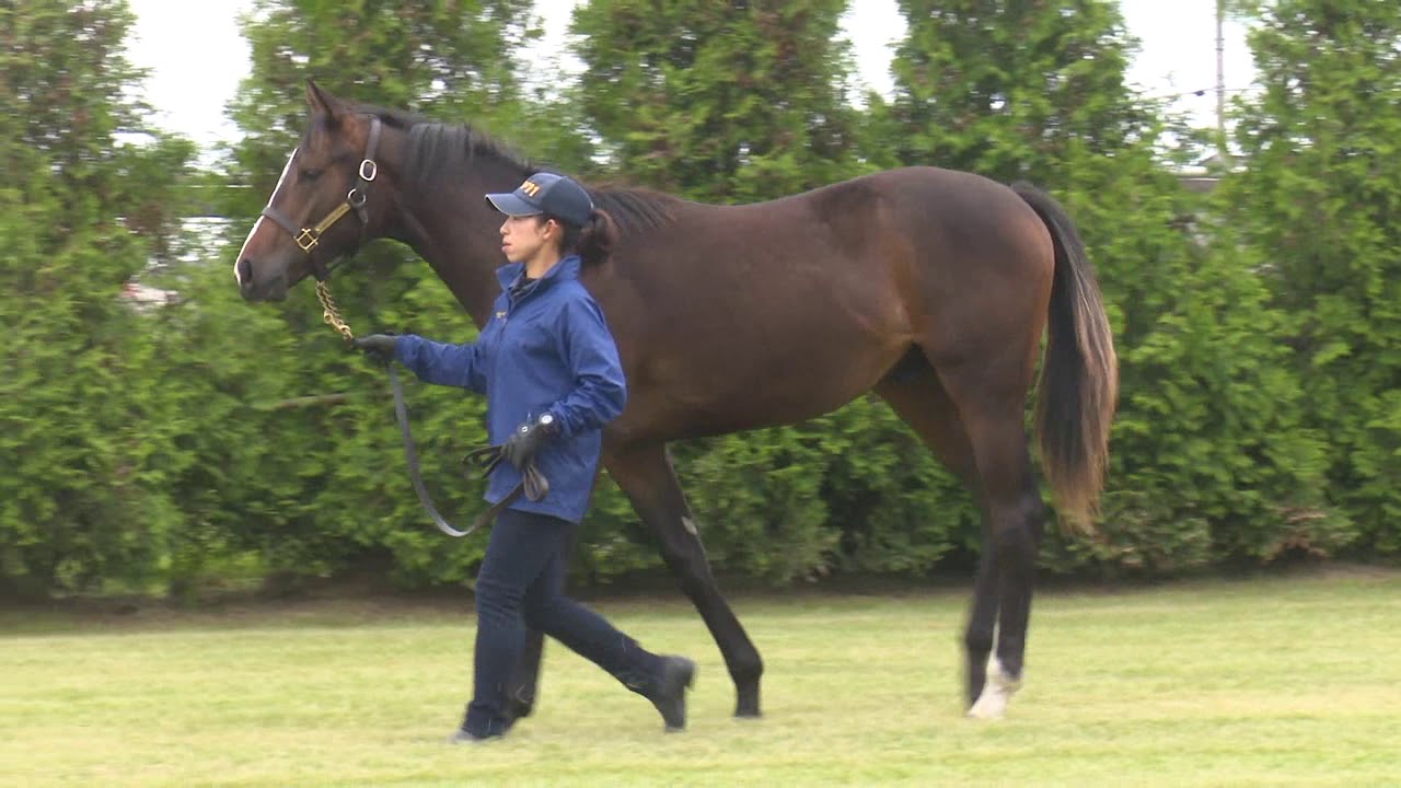 パソロブレス 所属馬 グリーンファーム愛馬会