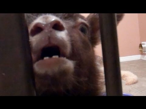 Yeah Lamb: The Lost Footage