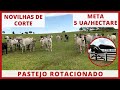 5 animais por hectare  pastejo rotacionado adubado de 36 hectares para bovinos de corte