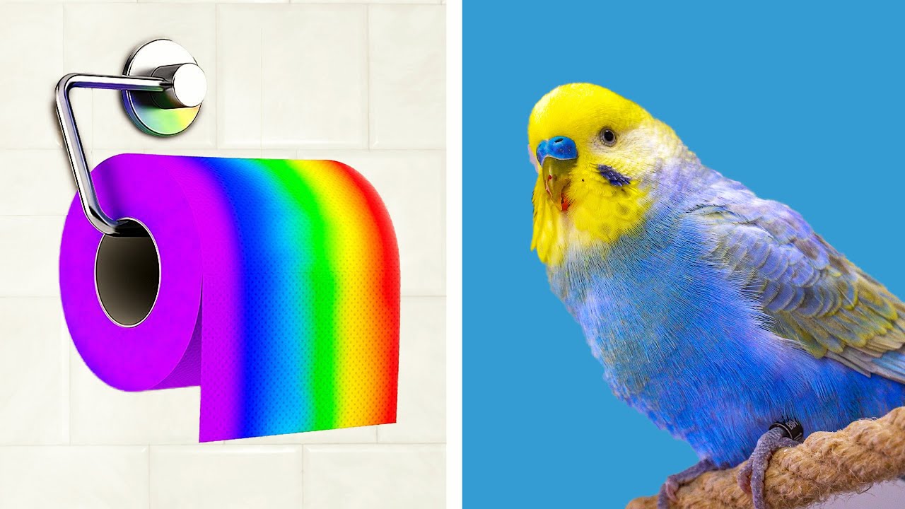 Budget-Friendly Fun: DIY Bird Station & Toys with Recycled Toilet Paper ...