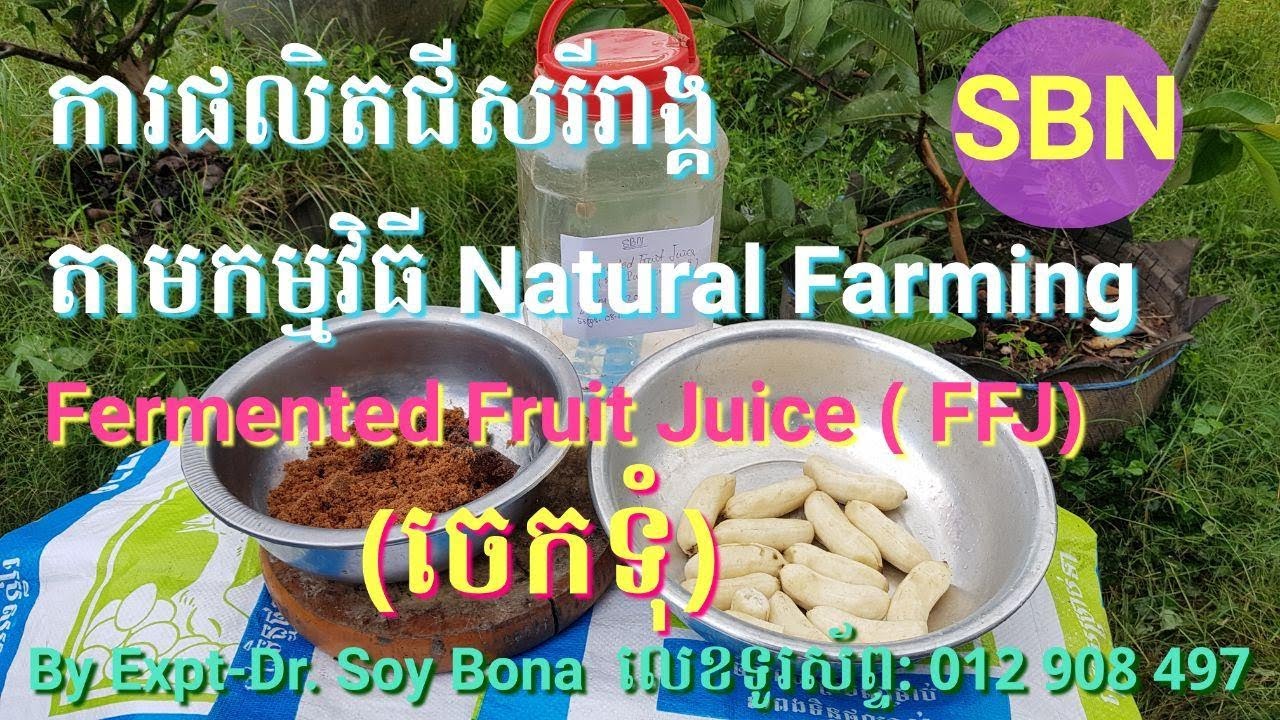 វិធីផលិតជីសរីរាង្គតាមកម្មវិធី Natural Farming (FFJ ចេកទុំ) | Soy Bona |