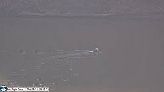 USS Bald Eagle Cam 1 on 2-21-24 @ 8:18:00 Claire catches fish \& swims to shore to eat her breakfast