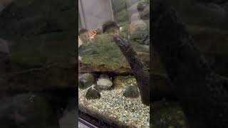 A hellbender