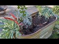 Fall containers/ Planting up a Water trough