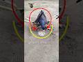 Pigeon trap  bird trap  shorts youtubeshorts ytshorts