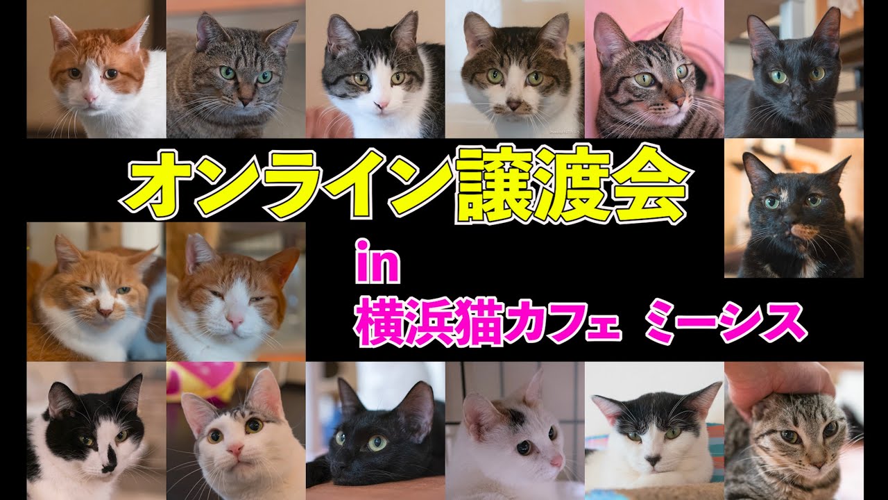 オンライン譲渡会 3 年5月4日 横浜猫カフェ ミーシス 保護猫 Youtube