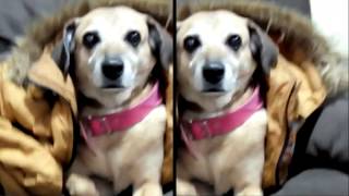 Congratulations -Post Malone Funny Puppy Song -