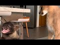Roo the caracal meets a baby brown hyena