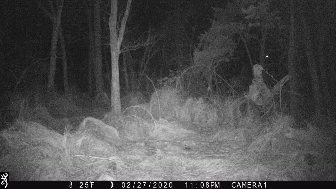 Trail Camera YouTube