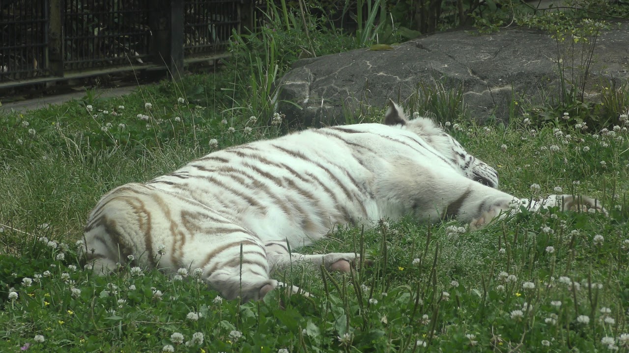 White tiger (Kagoshima City Hirakawa Zoological Park, Kagoshima