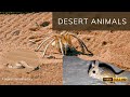 Desert wildlife meet the animals thriving in harsh environments