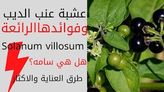 نبات عنب الديب/عنب الذئب/العنب البري/Solanum villosum/وفوائده