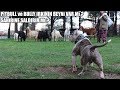 Pitbull ve Bully ırkının BEYNİ VARMI ? SAHİBİNE SALDIRIMI ? ( Efsane mi ? Gerçek mi ? ) Best dogs