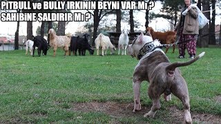 Pitbull ve Bully ırkının BEYNİ VARMI ? SAHİBİNE SALDIRIMI ? ( Efsane mi ? Gerçek mi ? ) Best dogs