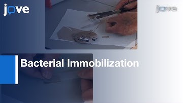 Bacterial Immobilization For Imaging By Atomic Force Microscopy l Protocol Preview