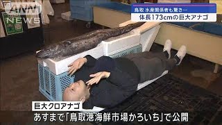 水産関係者も驚き…体長173cmの巨大アナゴ　鳥取【スーパーJチャンネル】(2024年3月9日)