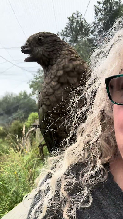 Incredibly cheeky Endangered parrot. Kea 🥰🥰