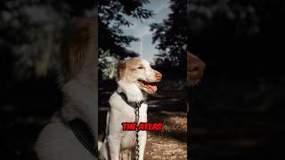 Discovering the Marvels of Aidi Dogs. #shorts #facts #viral #animals