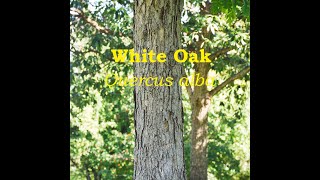 White Oak (Quercus Alba) Tree Talk