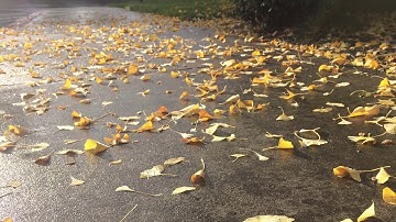 ورقو الأصفر شهر أيلول / فيروز / غربة و غنيّة / Fairouz / Warqo El Asfar 🍂🍁🍂