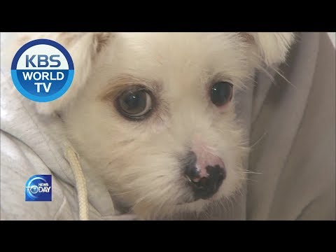 Abandoned <strong>Pets</strong> / Autumn View [KBS <strong>WORLD</strong> News Today / ENG / 2019.11.04]