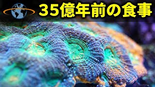 地球最初の生命は何を食べていたのか？【3分でわかる】