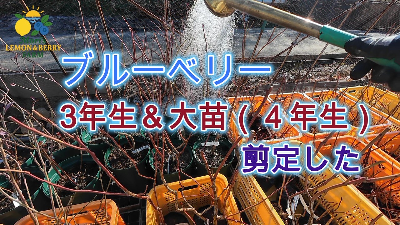 【剪定】ジュエル・カミール・ラヒ・セイボリー｜3年生と4年生の違い