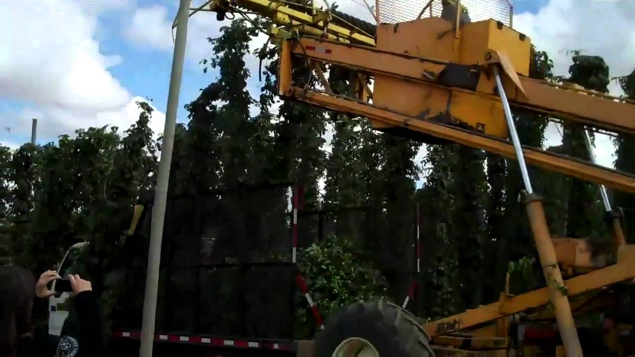 Hop Harvest 2010